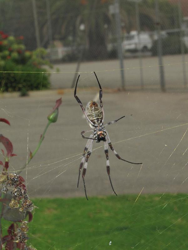 Nephila_edulis_D7357_Z_88_Oaklands Park_Australie.jpg